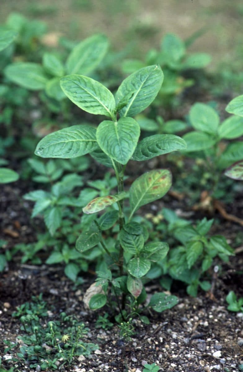 Green Indigo Plant (jjok)